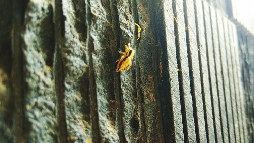 Close-up of insect on tree trunk