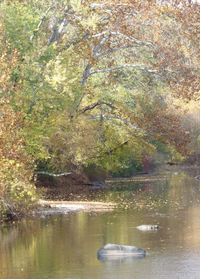 Scenic view of river with trees in background