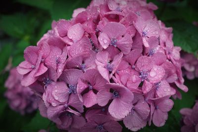 Close-up of pink hydrangea flowers