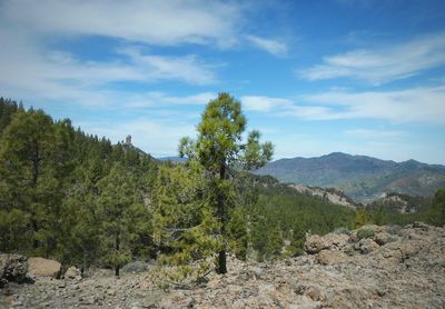 Trees on mountain against cloudy sky