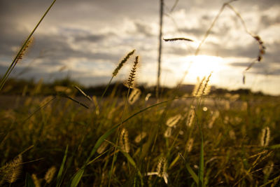 Close-up of stalks in field against sky