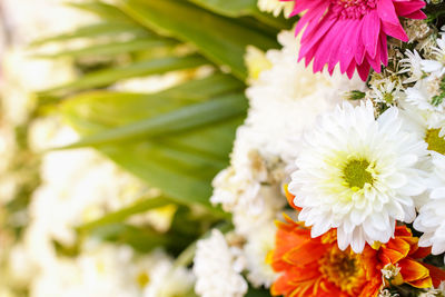 Close-up of white flowers blooming outdoors