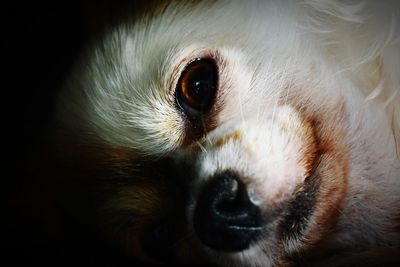 Close-up portrait of dog