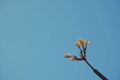 Low angle view of flowering plant against clear blue sky