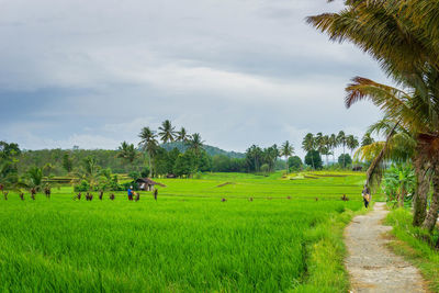 Beautiful morning view from indonesia of mountains and tropical forest