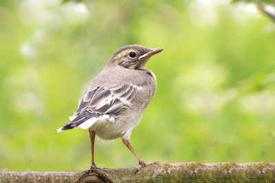 Close-up of bird perching on wood