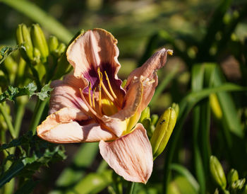 plant