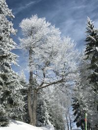 Low angle view of frozen trees against sky