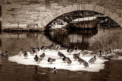 Swans swimming in lake