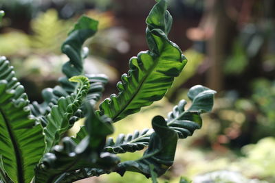 Close-up of fresh green leaves