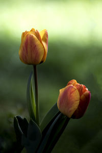 Close-up of red tulip