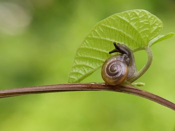 Close-up of snail on plant