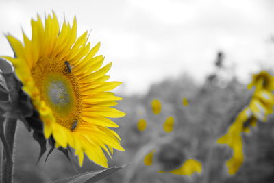 Close-up of honey bee on sunflower