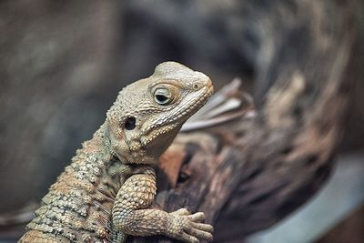 Close-up of lizard on wood at zoo