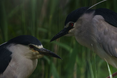 Close-up of two birds on land
