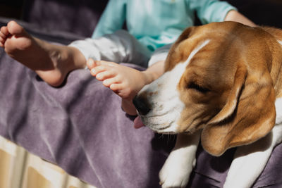 Midsection of man with dog