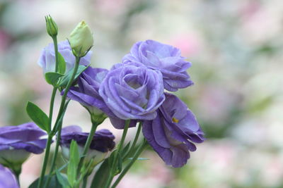 Close-up of flowers against blurred background