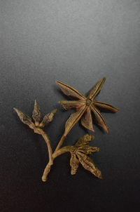 High angle view of dead leaf against black background