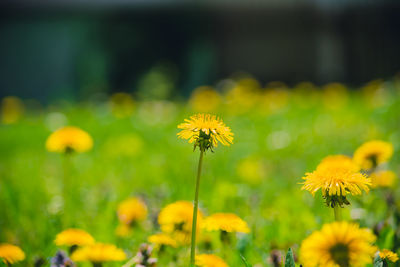 Close-up of yellow flowering plant on field