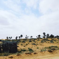 Trees on field against sky