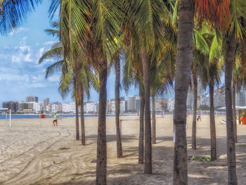 Palm trees on beach against sky