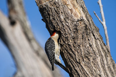 Low angle view of bird perching on tree trunk