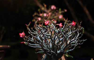 Close-up of red flowering plant