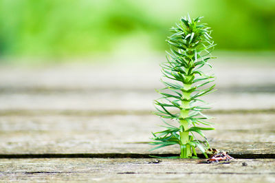 Close-up of plant growing on ramp