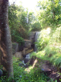 Stream in forest