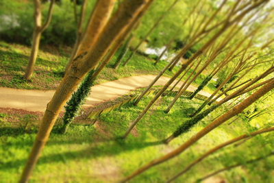 Close-up of fresh green field
