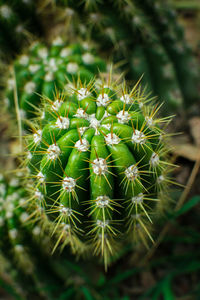 Close-up of succulent plant