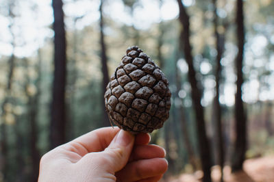 Close-up of hand holding pine cone in forest