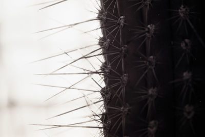 Close-up of cactus plant against sky