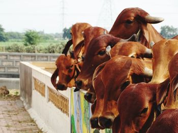 Indian-cows-group