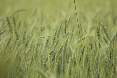 Full frame shot of wheat field