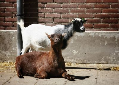 View of two goats against brick wall
