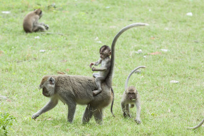 Monkeys in a field