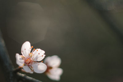 Close-up of white cherry blossom