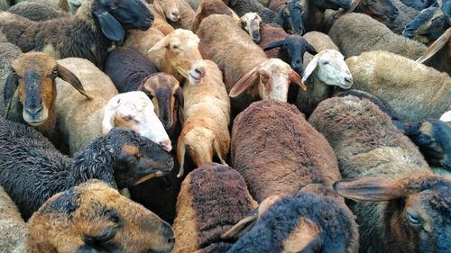 Close-up of sheep on rocks