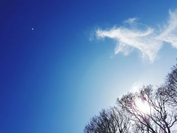 Low angle view of trees against blue sky