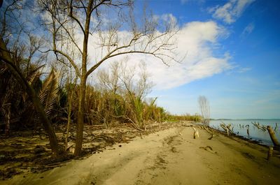 Road amidst trees on beach against sky