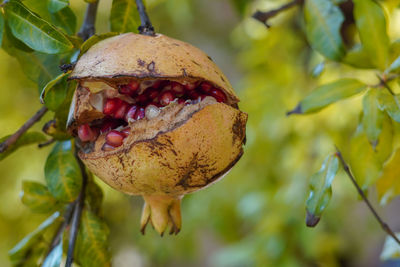 Close-up of fruit on plant