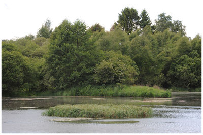 Scenic view of lake in forest against clear sky