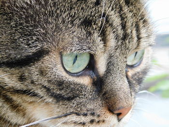 Close-up portrait of a cat