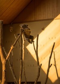 Close-up of bird perching on cable