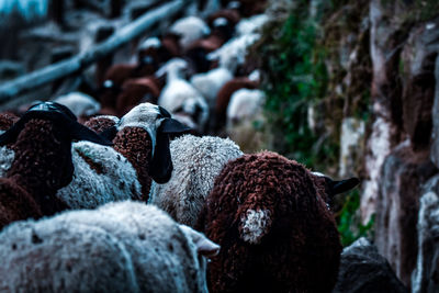 Close-up of sheep on rock