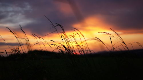 Silhouette plants on field against sky during sunset