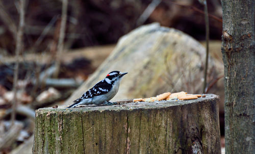 Close-up of bird perching on wooden post