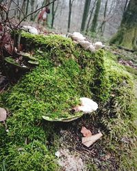 High angle view of mushroom growing on field