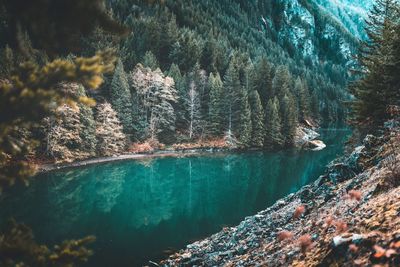 Pine trees by river in forest